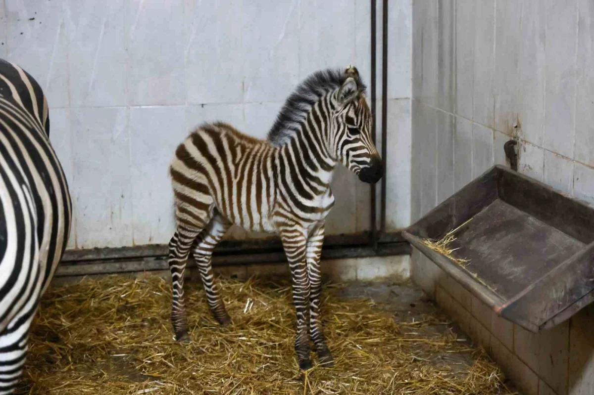Bursa Hayvanat Bahçesi'nde zebra ailesi Ygritte ile büyüdü