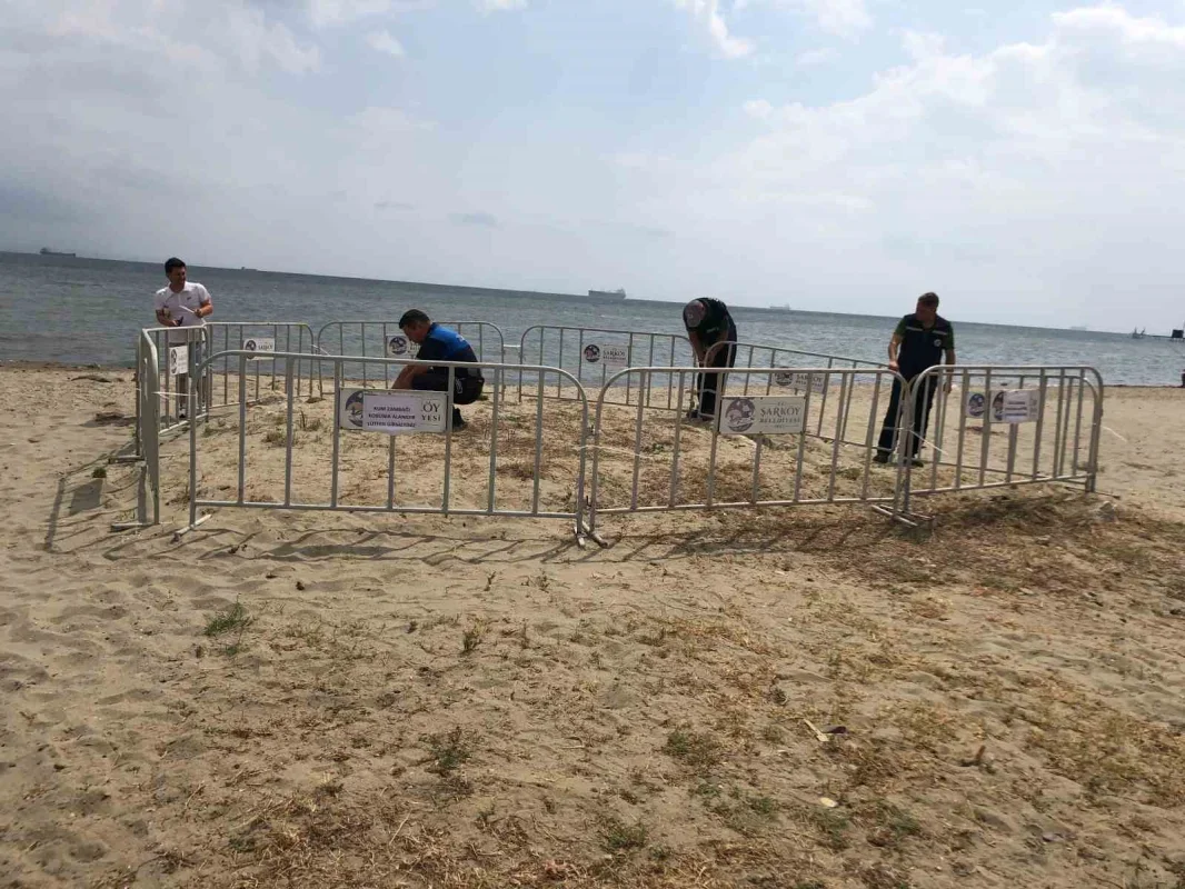 Şarköy sahilindeki kum zambakları koruma altına alındı