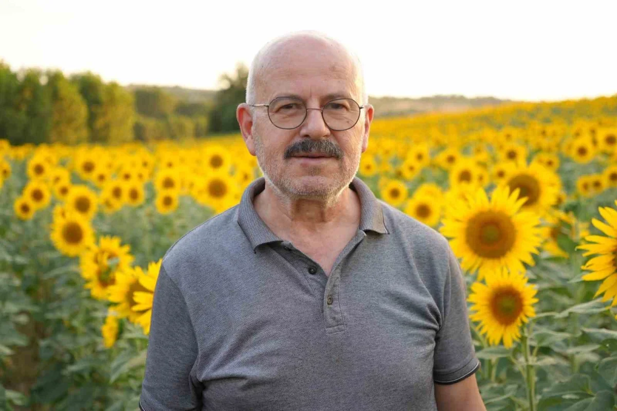 Edirne'de yağmur ayçiçeğini sevindirdi: Üretici verim bekliyor