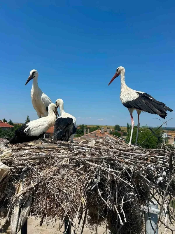 Edirne'de yaralı leylek yavrusu muhtarın müdahalesiyle kurtarıldı
