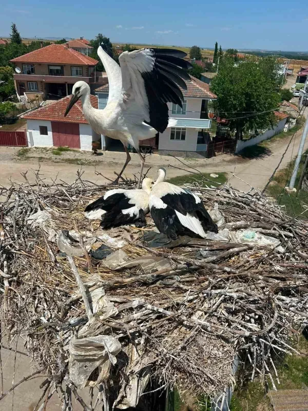 Edirne'de yaralı leylek yavrusu muhtarın müdahalesiyle kurtarıldı