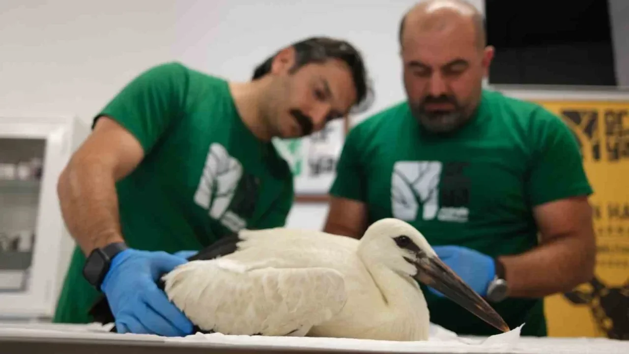 Kocaeli'de 4 öksüz leylek Ormanya'da korumaya alındı