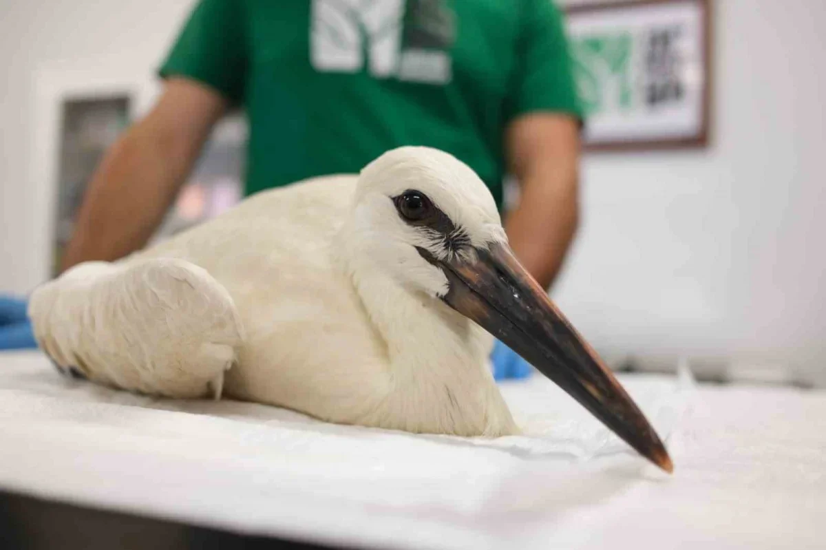 Kocaeli'de 4 öksüz leylek Ormanya'da korumaya alındı