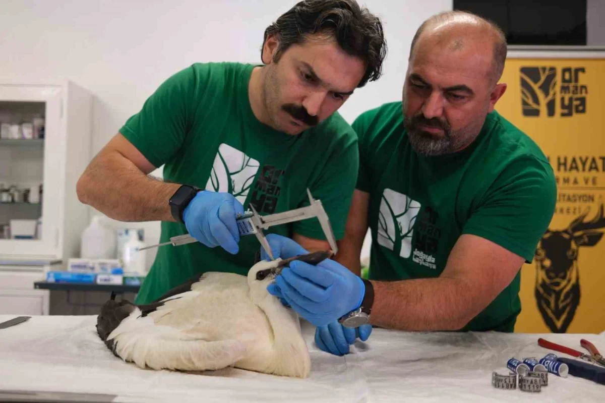 Kocaeli'de 4 öksüz leylek Ormanya'da korumaya alındı