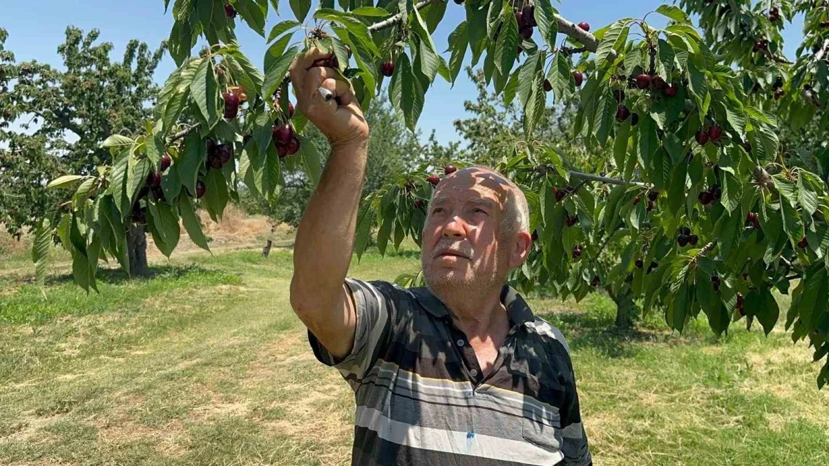 Zirai don sonrası Sultandağı'nda kiraz bolluğu yaşanıyor