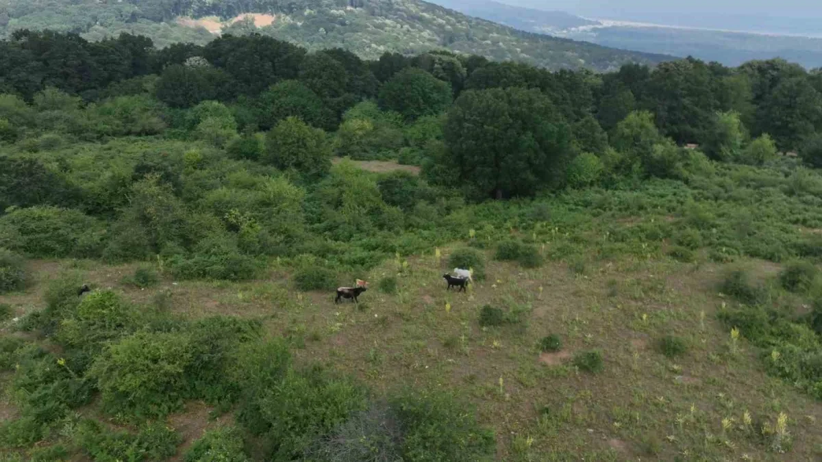 Karacabey'de kurbanlıklar dağlarda doğal besleniyor