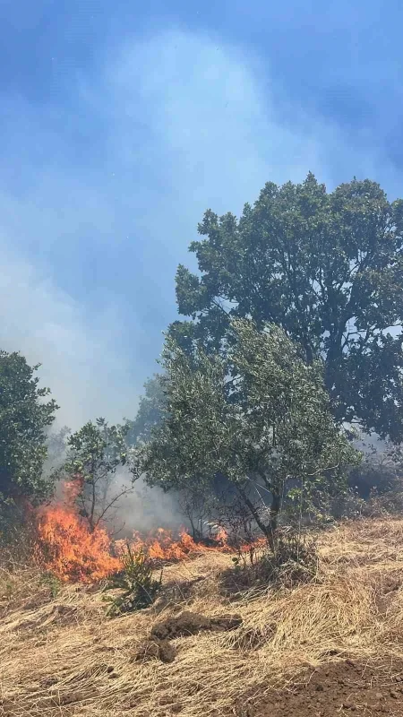 Gemlik'te anız yangını ormana sıçramadan söndürüldü