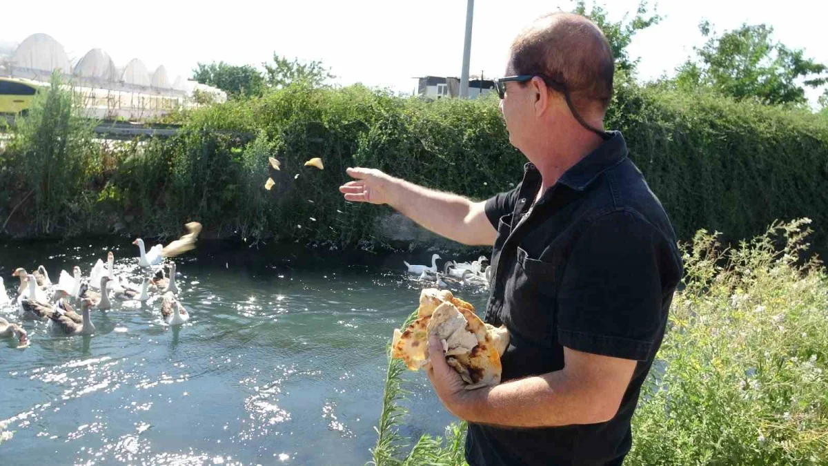 Antalya'da emekli polis, tilkiyi Battal Gazi'den ilhamla yakaladı