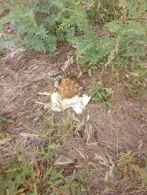 Antalya'da emekli polis, tilkiyi Battal Gazi'den ilhamla yakaladı