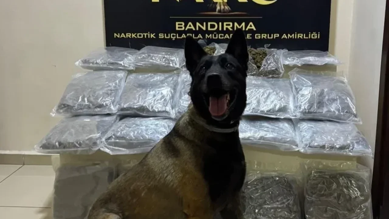 Bandırma'da 11,2 kilo skunk gübre torbalarında ele geçirildi