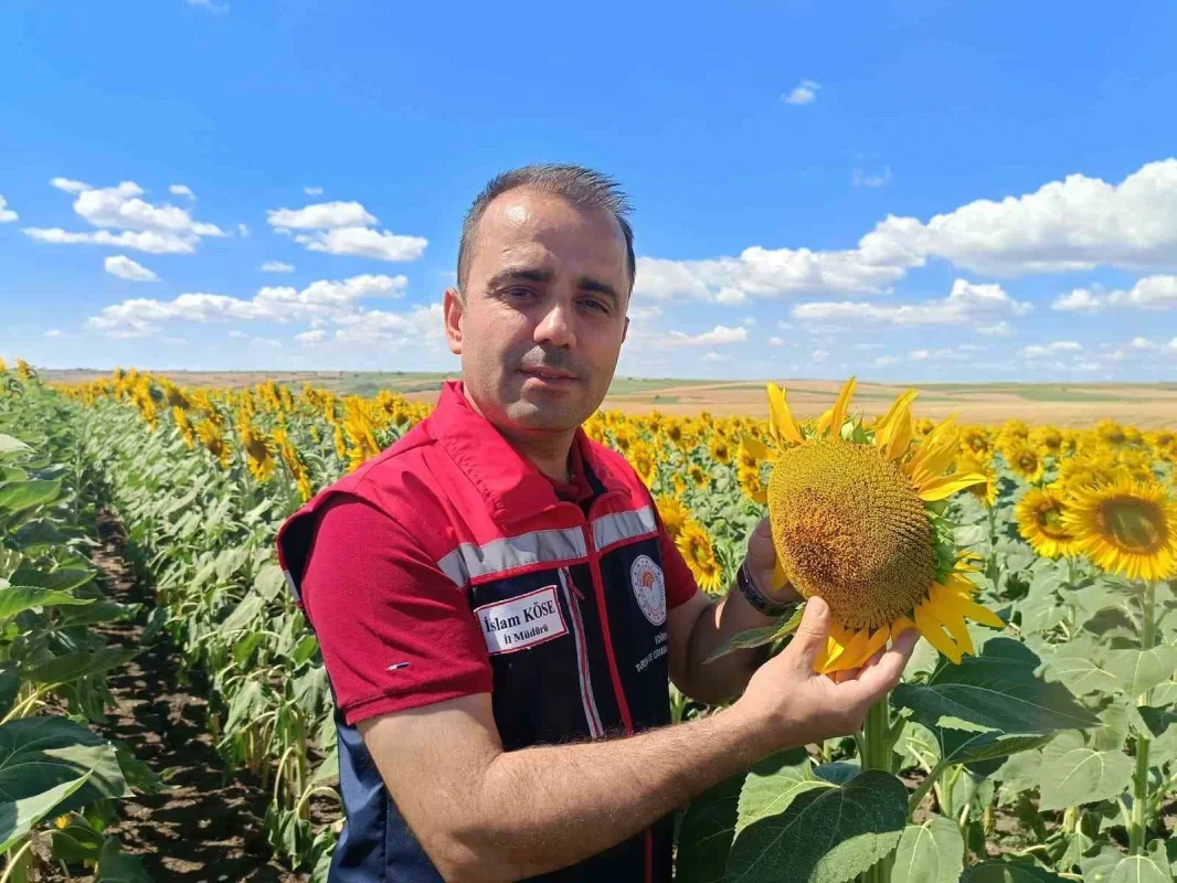 Edirne'de ayçiçeği rekoltesi için 250 bin tonluk umut