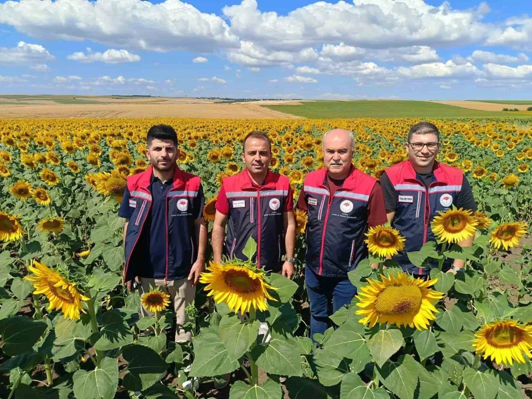 Edirne'de ayçiçeği rekoltesi için 250 bin tonluk umut