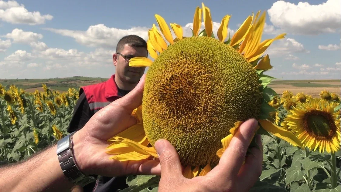 Edirne'de ayçiçeği rekoltesi için 250 bin tonluk umut