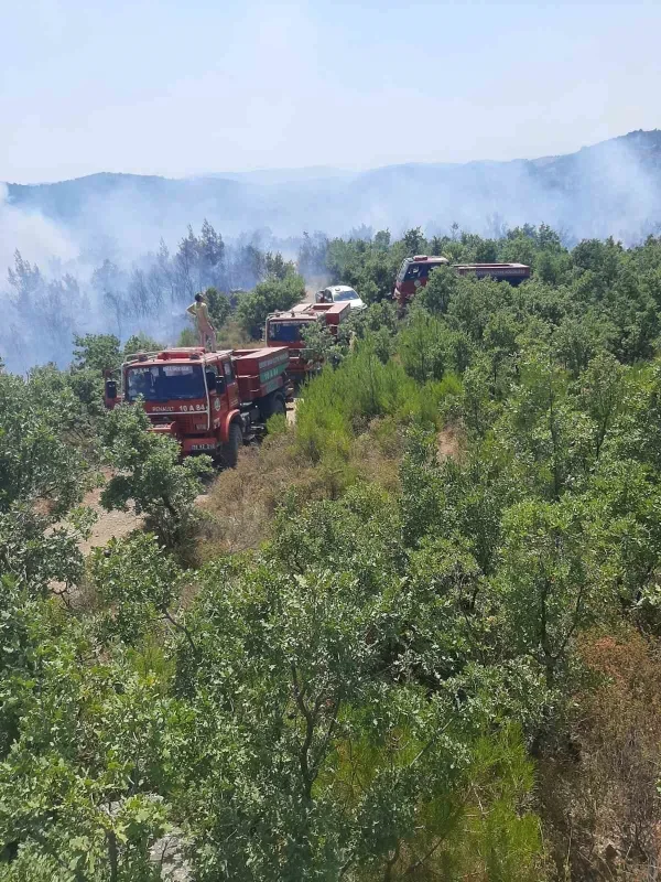Burhaniye'de orman yangını kontrol altına alındı