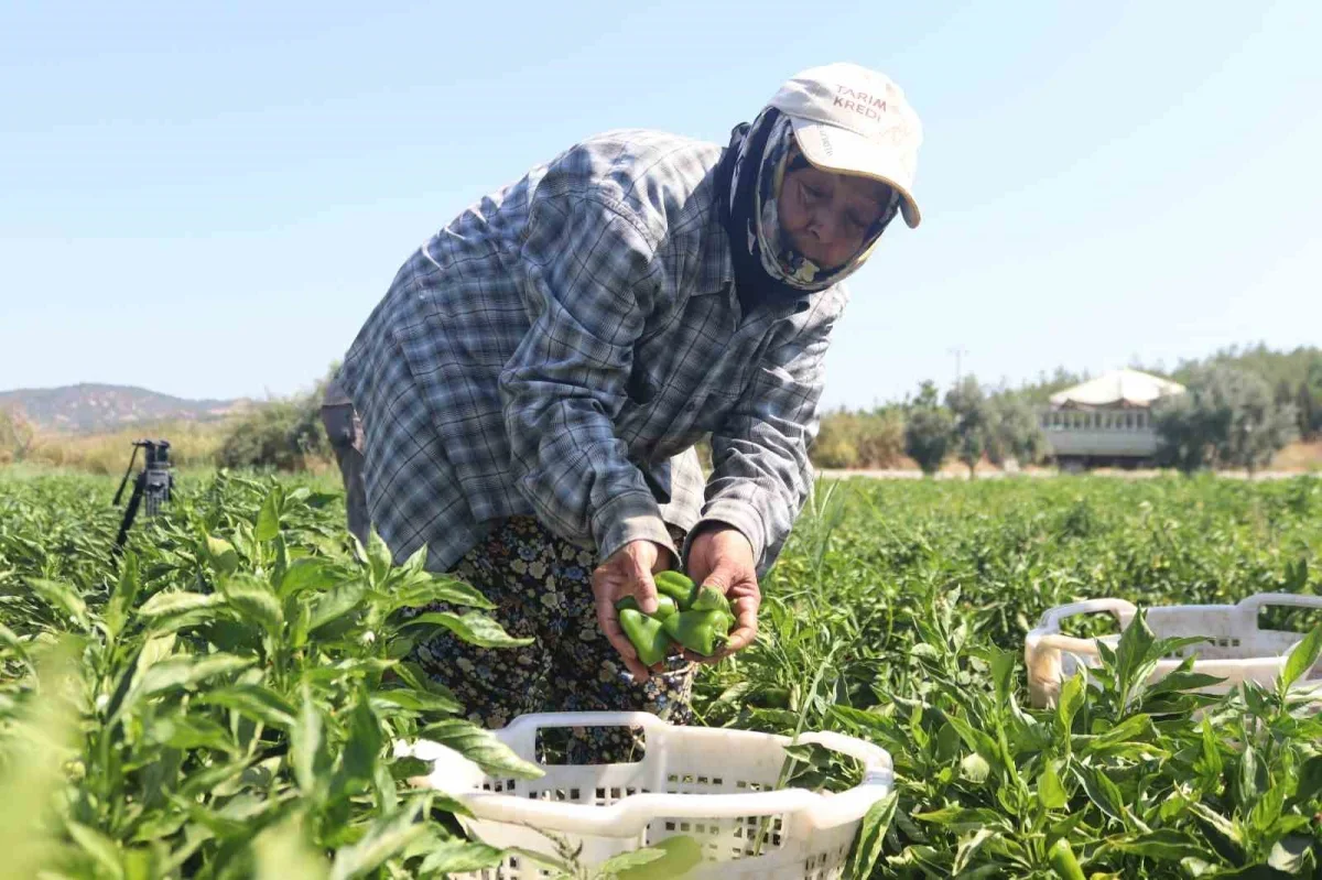 Torbalı Arslanlar biberi hasadı başladı: Fiyatı 80 TL