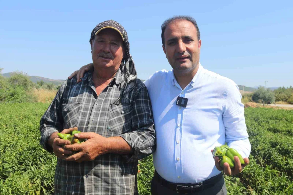 Torbalı Arslanlar biberi hasadı başladı: Fiyatı 80 TL