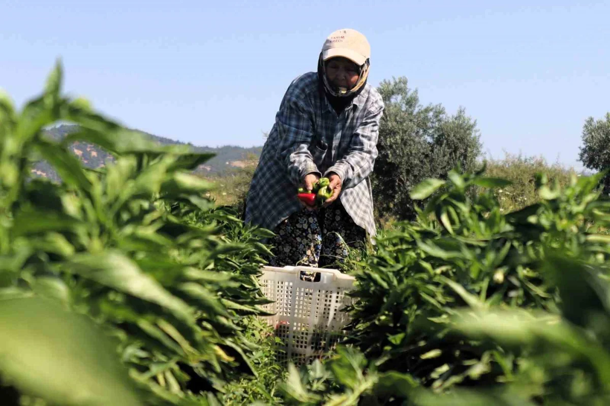 Torbalı Arslanlar biberi hasadı başladı: Fiyatı 80 TL