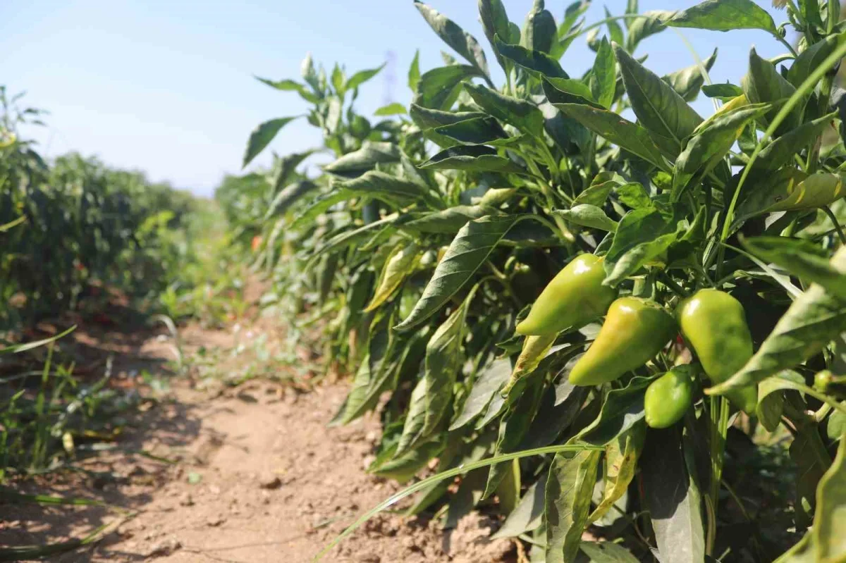 Torbalı Arslanlar biberi hasadı başladı: Fiyatı 80 TL
