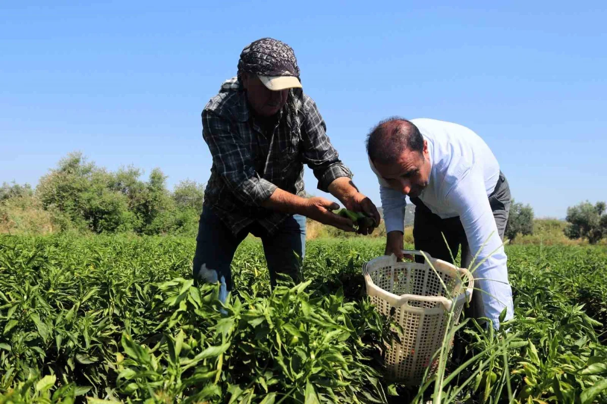 Torbalı Arslanlar biberi hasadı başladı: Fiyatı 80 TL