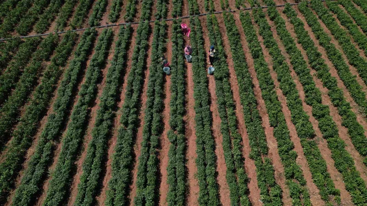 Torbalı Arslanlar biberi hasadı başladı: Fiyatı 80 TL