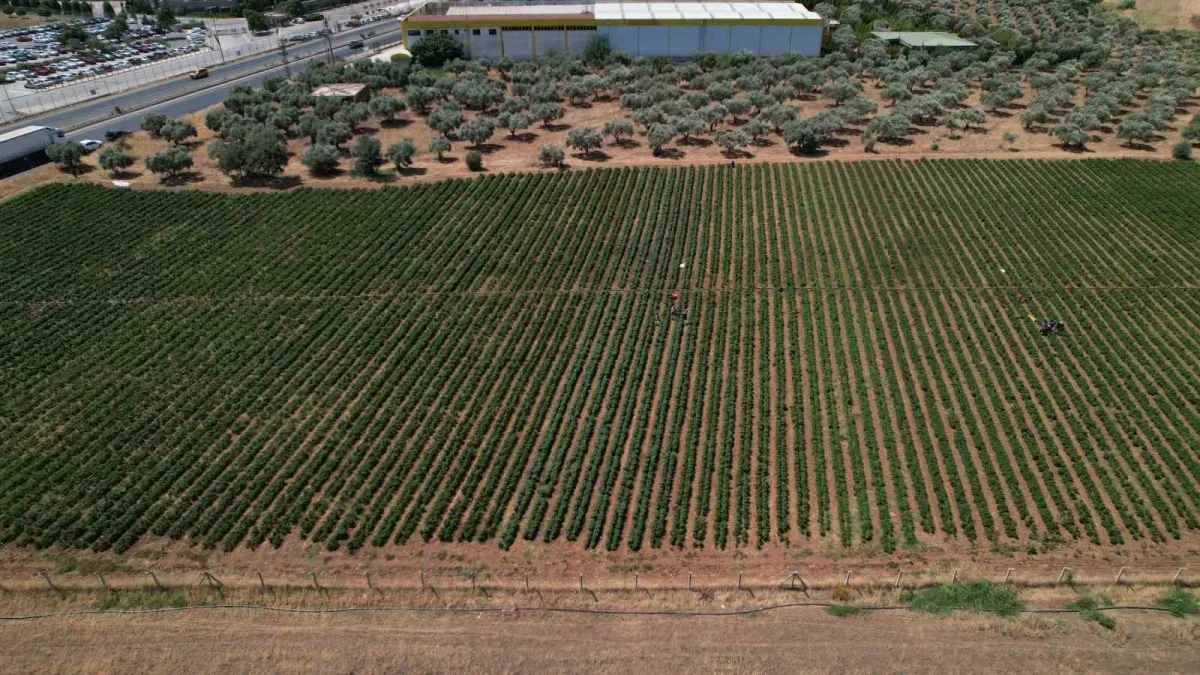 Torbalı Arslanlar biberi hasadı başladı: Fiyatı 80 TL