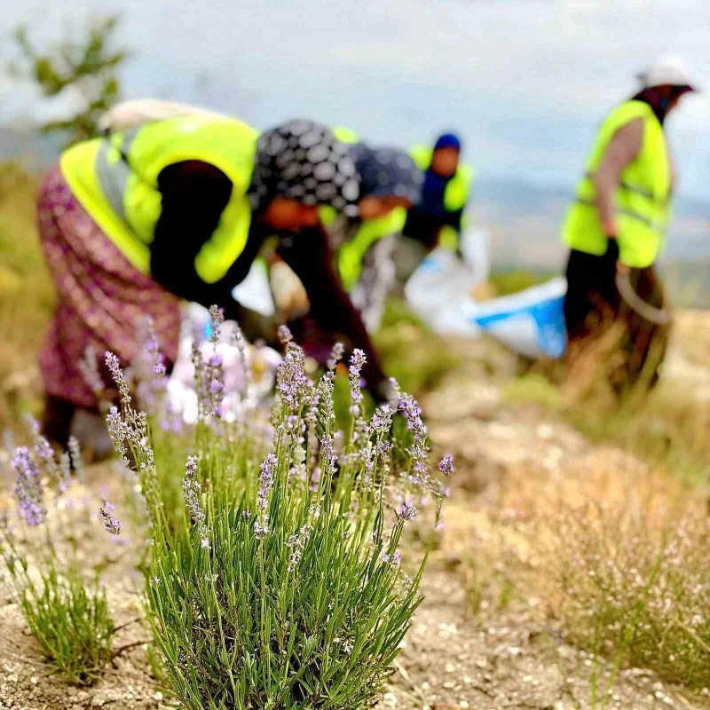 Lavanta ihracatı 5 yılda 765 bin dolar döviz sağladı