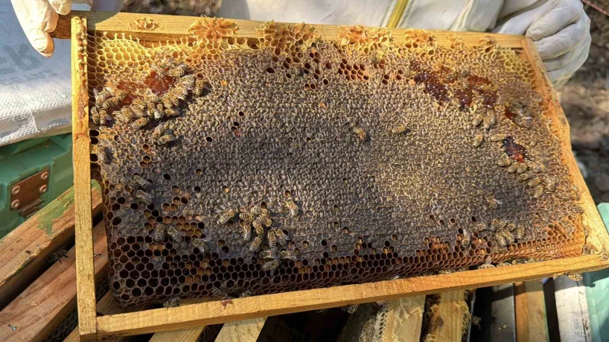Kazdağları siyah bal hasadı başladı: 5 yıldır dünya birincisi