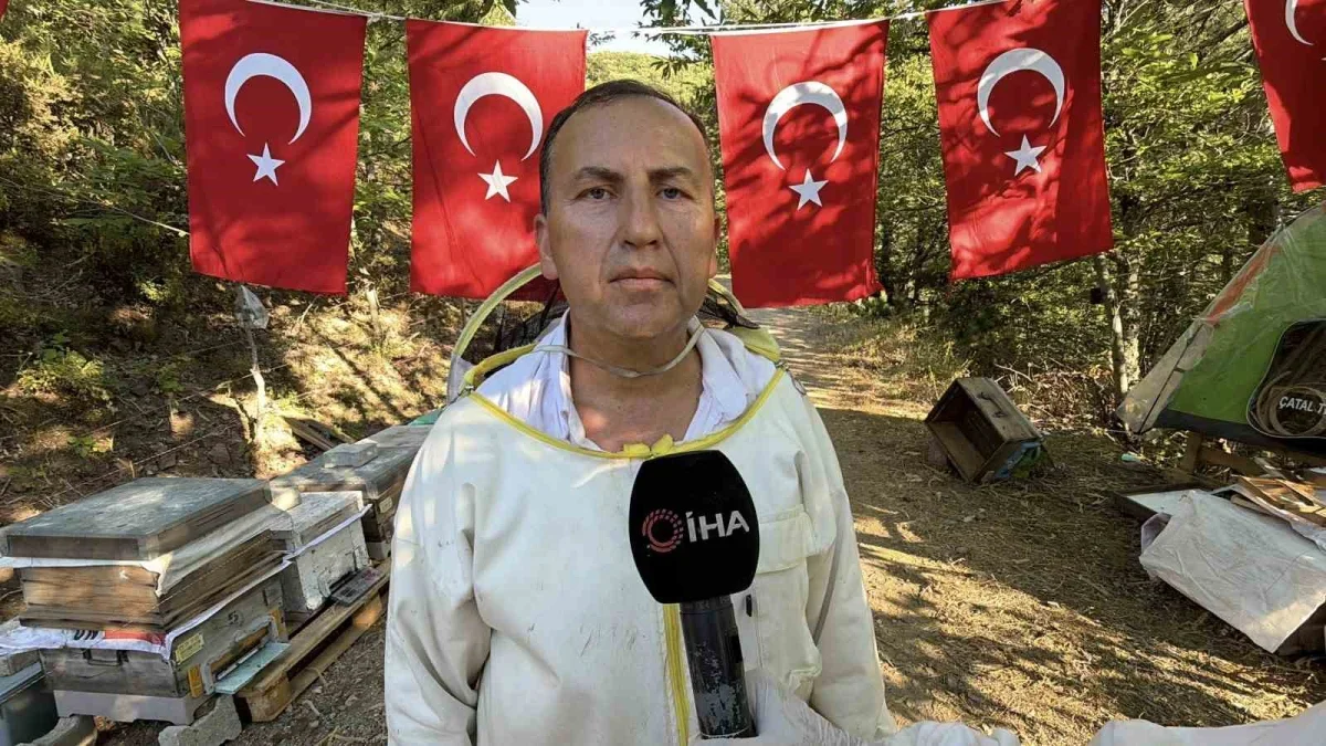 Kazdağları siyah bal hasadı başladı: 5 yıldır dünya birincisi