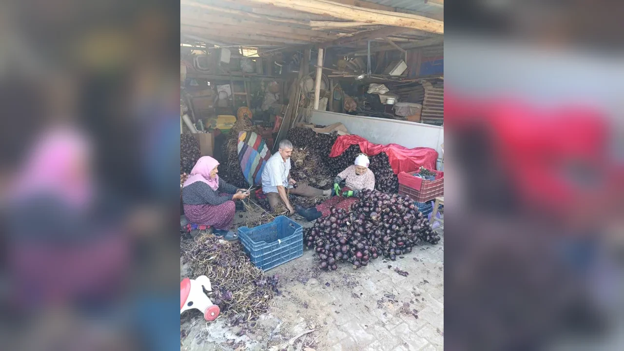 Kapıdağ mor soğanında hasat tamamlandı: Üretim 700 tona düştü