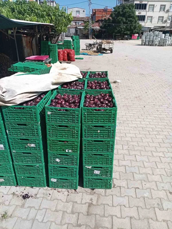 Kapıdağ mor soğanında hasat tamamlandı: Üretim 700 tona düştü
