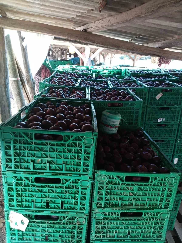 Kapıdağ mor soğanında hasat tamamlandı: Üretim 700 tona düştü