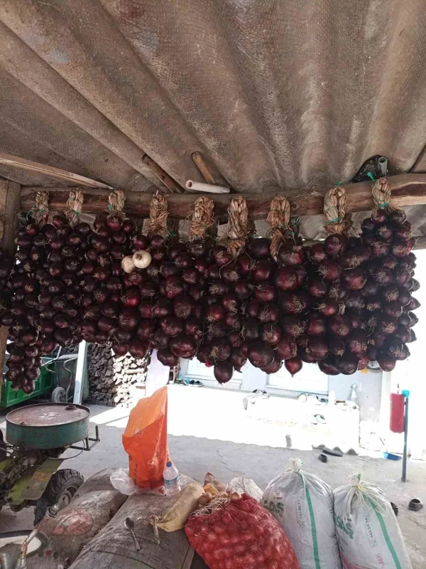 Kapıdağ mor soğanında hasat tamamlandı: Üretim 700 tona düştü
