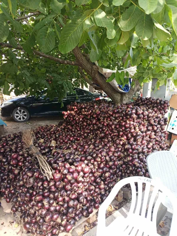 Kapıdağ mor soğanında hasat tamamlandı: Üretim 700 tona düştü