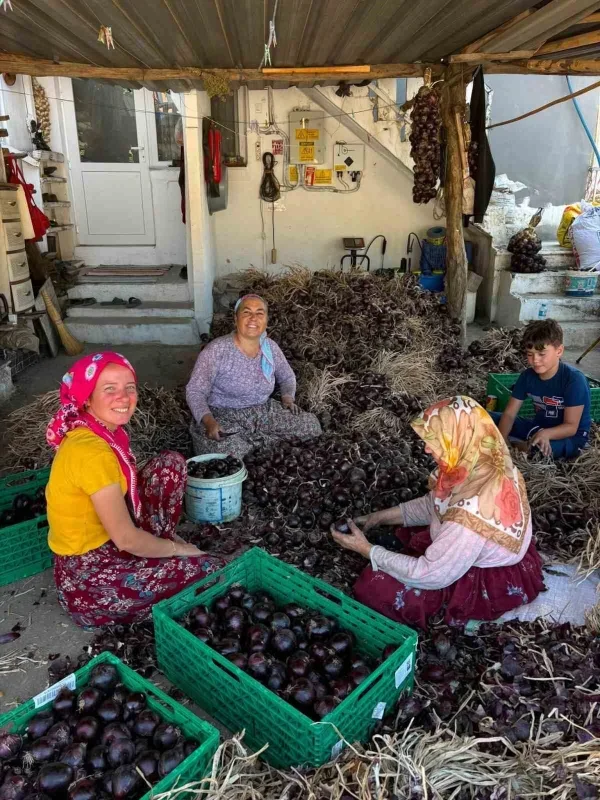 Kapıdağ mor soğanında hasat tamamlandı: Üretim 700 tona düştü