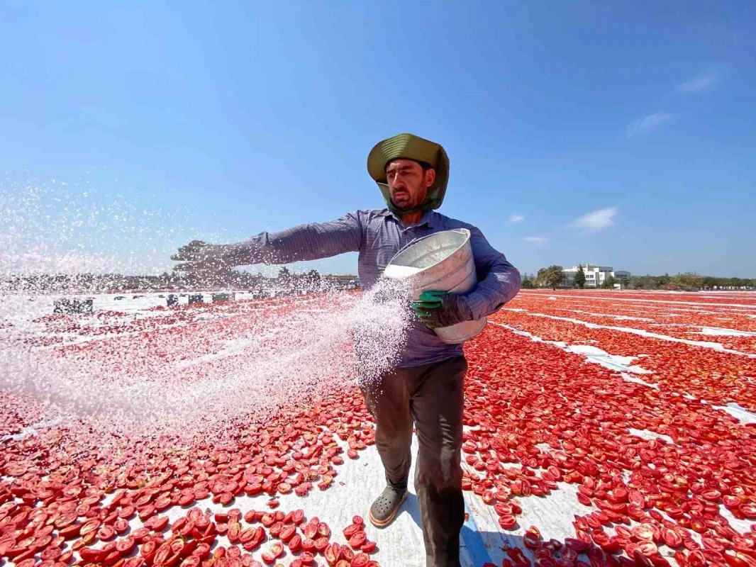 Torbalı kuru domatesi 100 ülkeye ihraç ediliyor