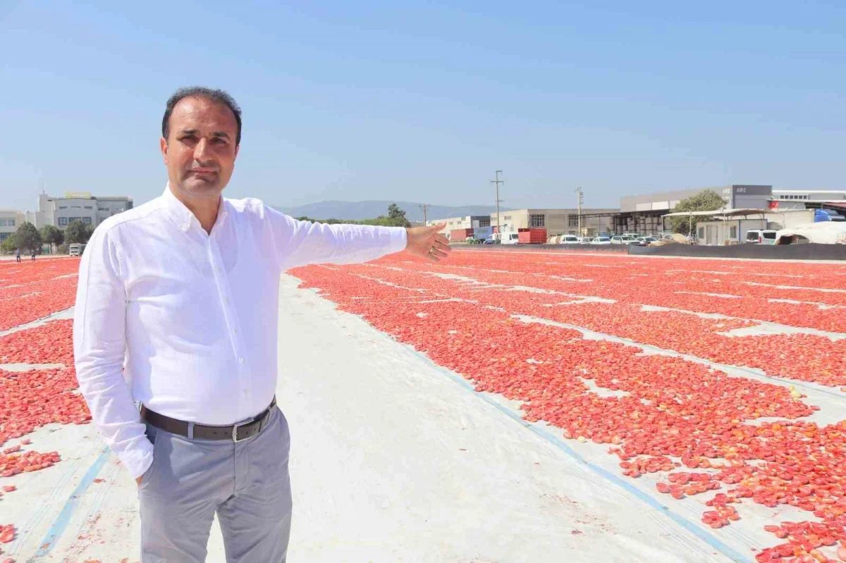 Torbalı kuru domatesi 100 ülkeye ihraç ediliyor