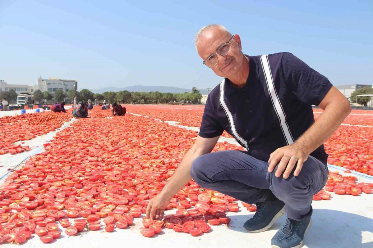 Torbalı kuru domatesi 100 ülkeye ihraç ediliyor