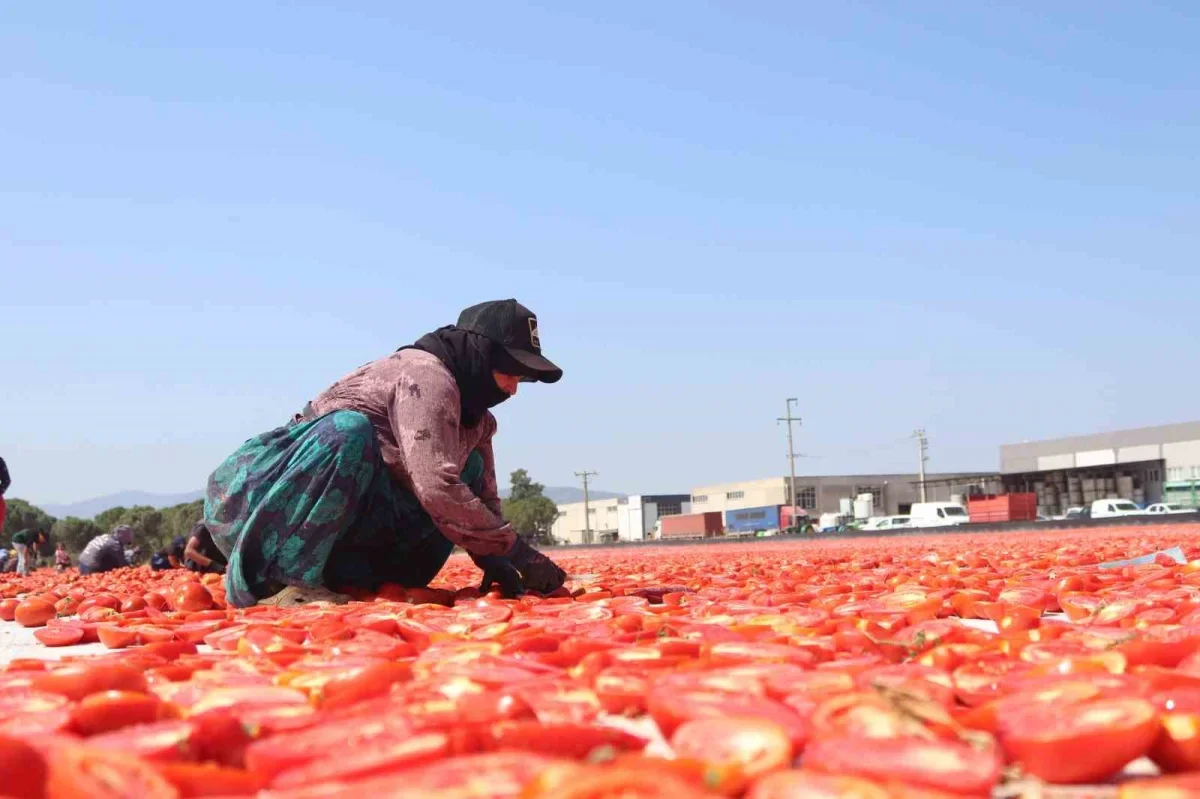 Torbalı kuru domatesi 100 ülkeye ihraç ediliyor
