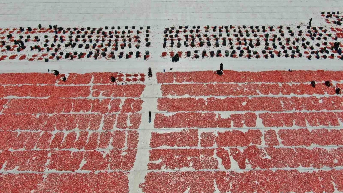 Torbalı kuru domatesi 100 ülkeye ihraç ediliyor