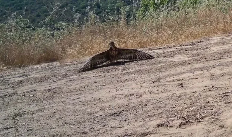 Ganos Dağları'nda fotokapanlar yaban hayatını görüntüledi