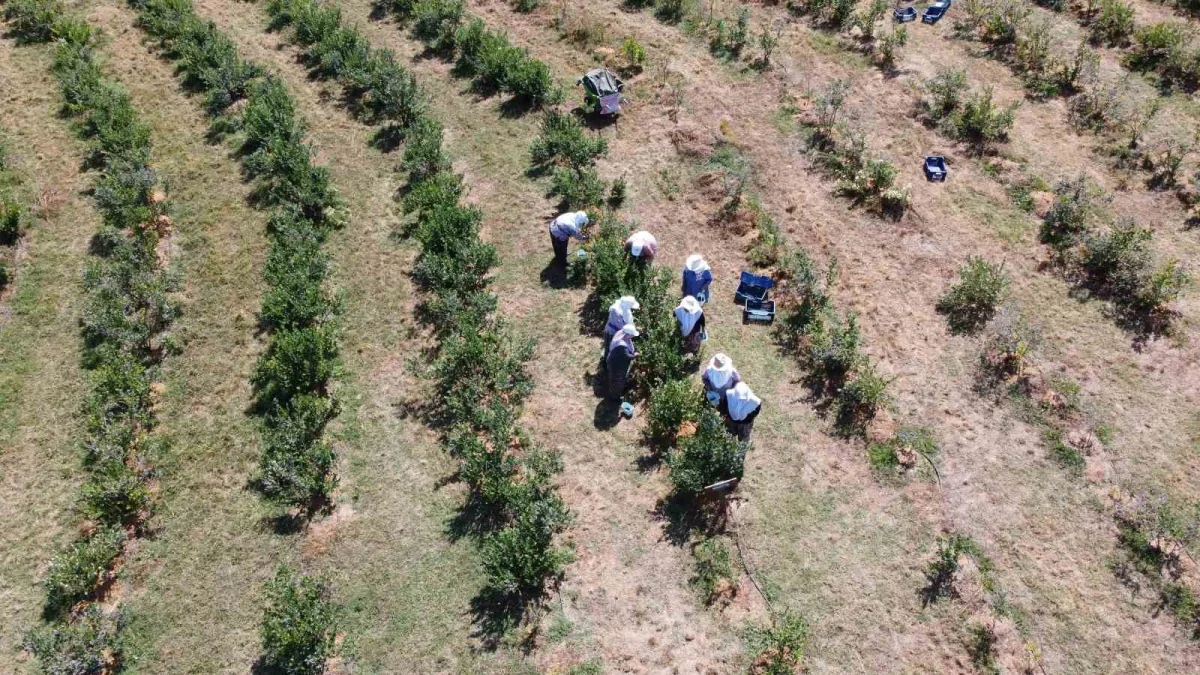 Orhaneli çiftçisi soğuk hava deposu istiyor: 700 tonluk talep