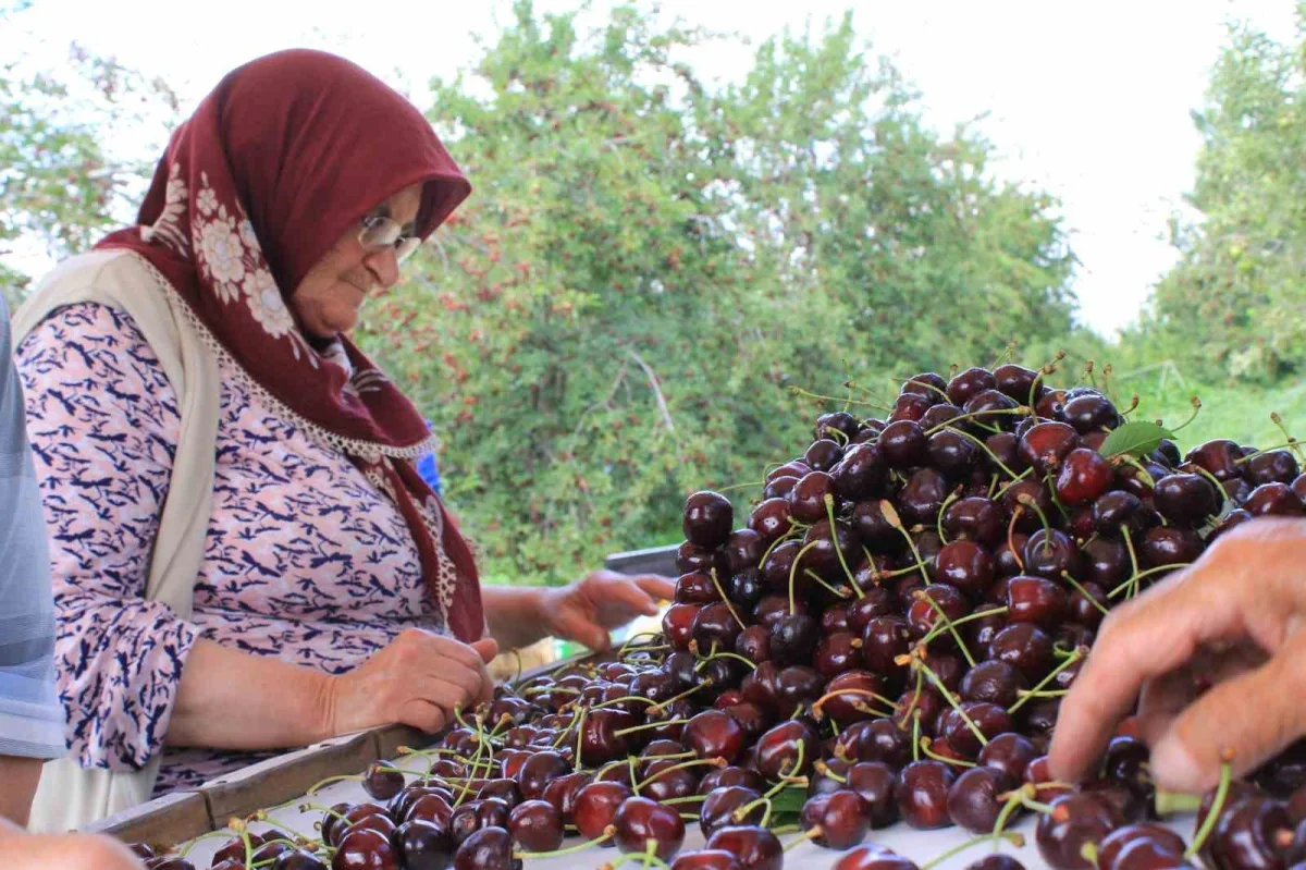 Sultandağı kirazı ABD ve Avrupa'da yoğun talep görüyor