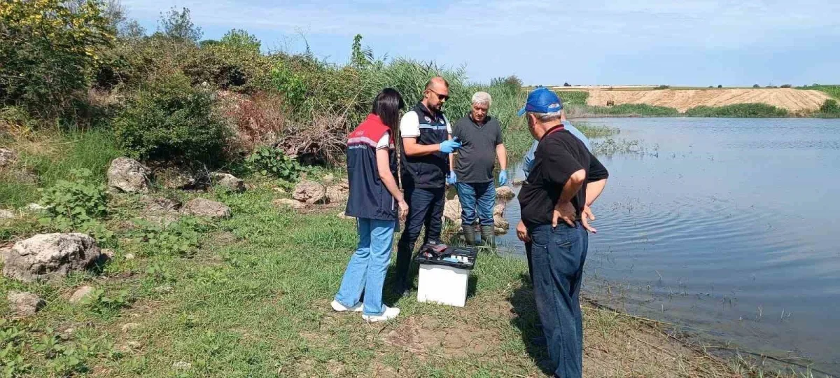 Edirne Korucu köyü göletinde toplu balık ölümleri inceleniyor