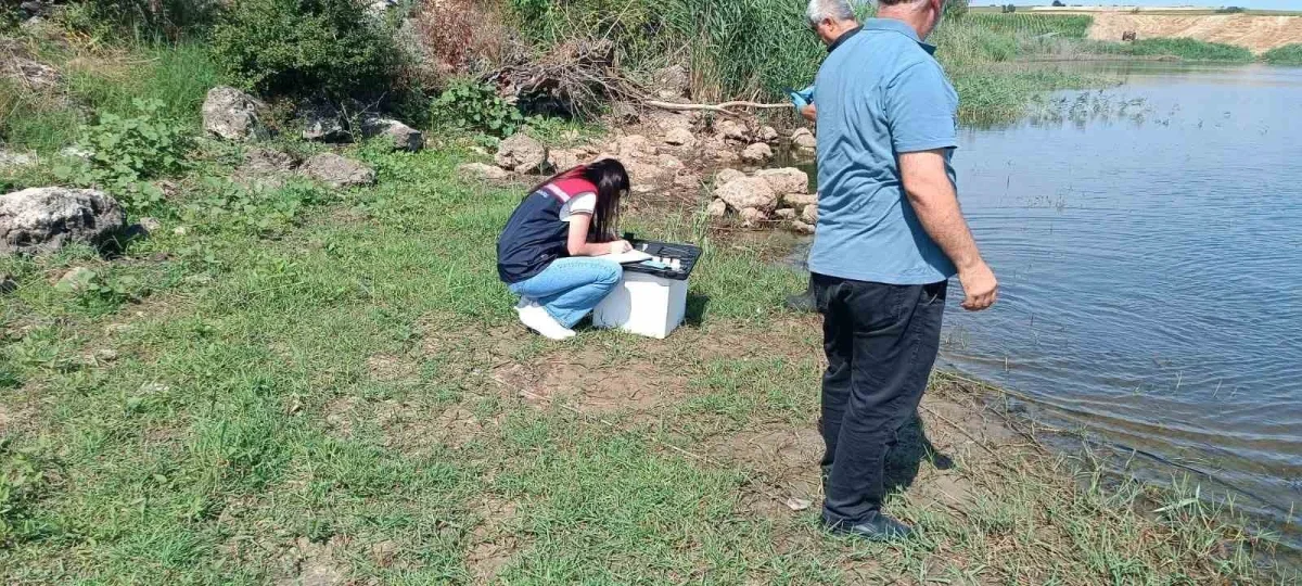 Edirne Korucu köyü göletinde toplu balık ölümleri inceleniyor