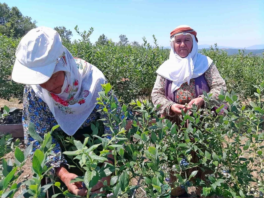 Pazaryeri'nde devlet destekli yaban mersini bahçesinde ilk hasat