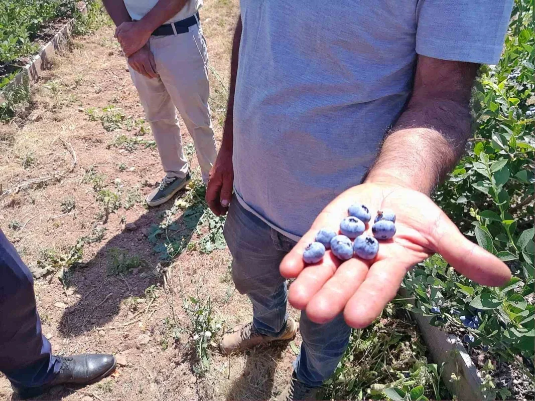 Pazaryeri'nde devlet destekli yaban mersini bahçesinde ilk hasat