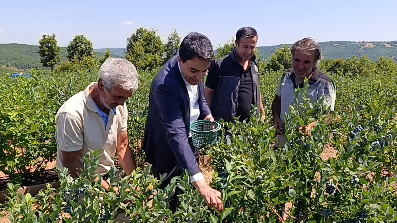 Pazaryeri'nde devlet destekli yaban mersini bahçesinde ilk hasat