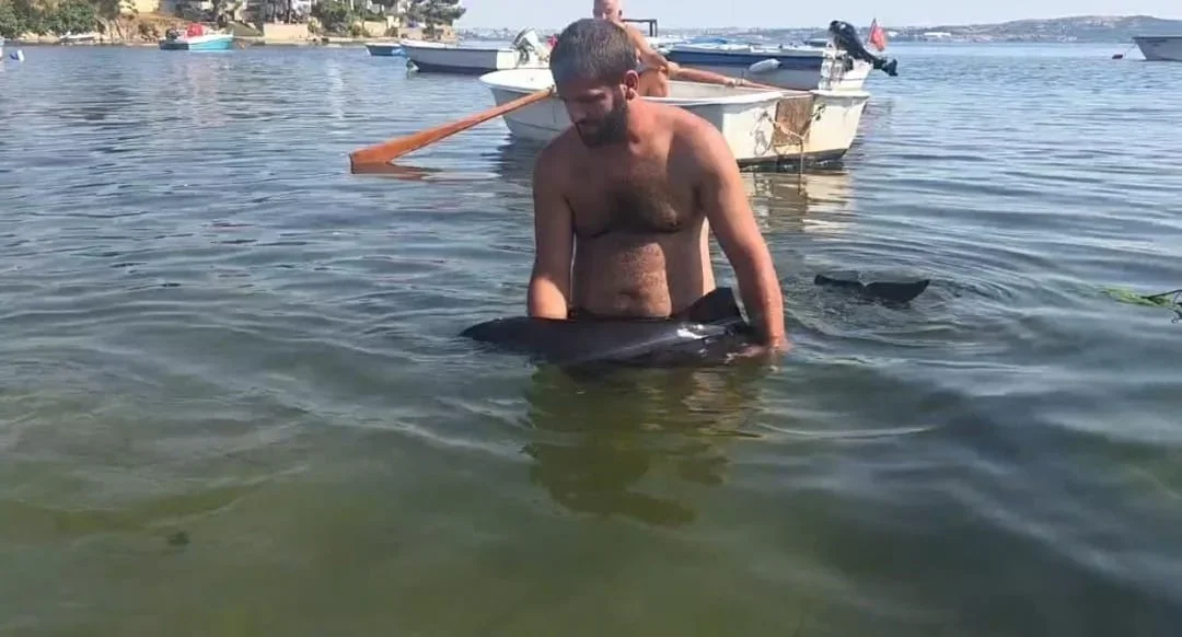 Erdek'te karaya vuran yavru yunus ekiplerin müdahalesiyle kurtarıldı