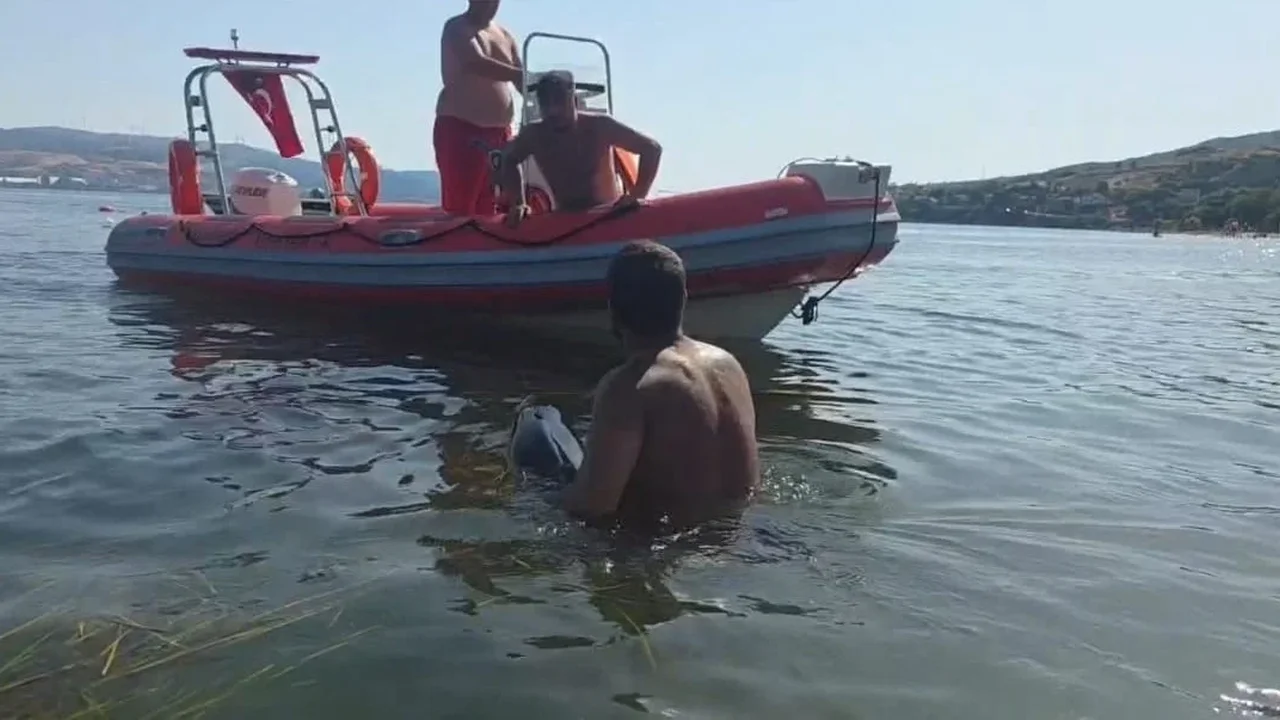 Erdek'te karaya vuran yavru yunus ekiplerin müdahalesiyle kurtarıldı