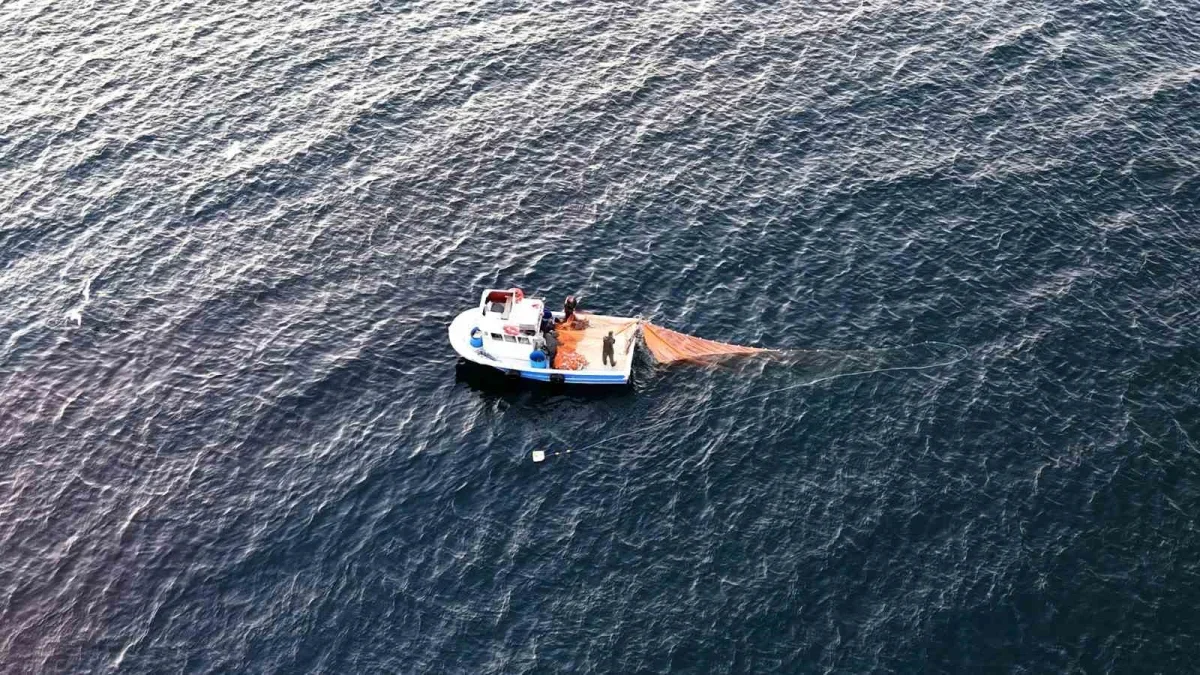 İstanbul'da yunuslar balıkçı teknelerinin peşine düştü